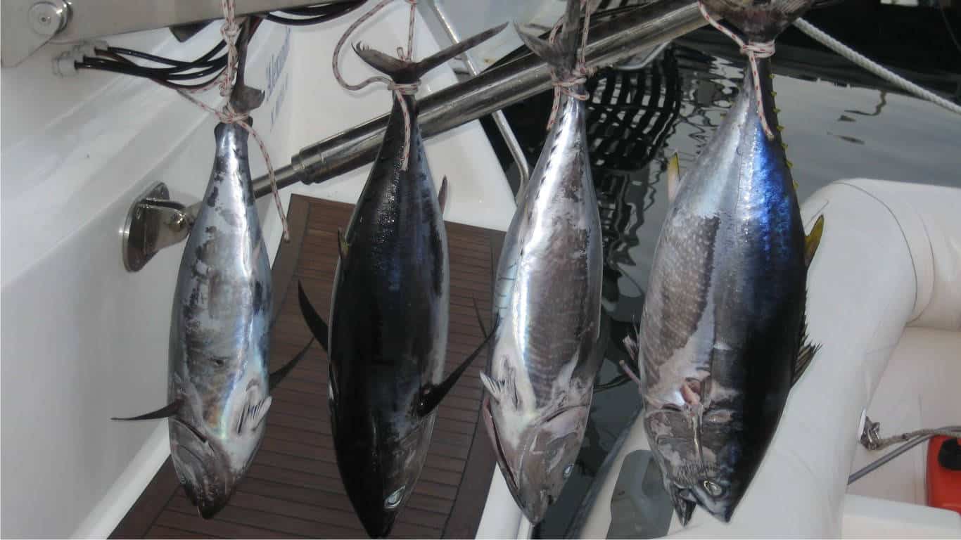Halkidiki fishing for Tuna