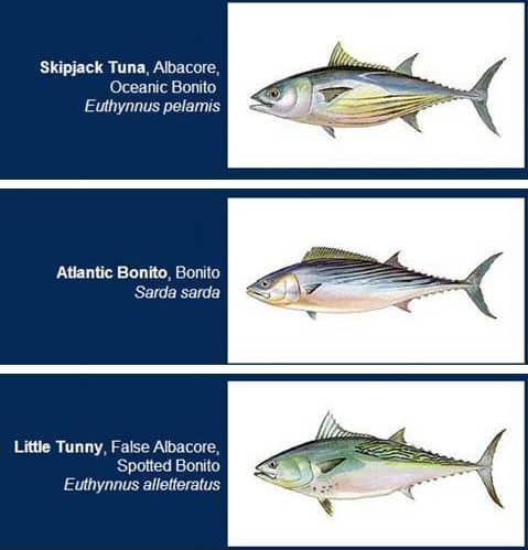 Diferences between Skipjack Tuna (Άλμπακορ ή άσπρος Τόνος), Little Tunny (Καρβούνι) and Atlantic Bonito (Παλαμίδα)