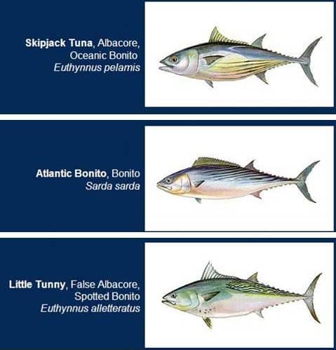 Рыбалка на Халкидиках - Различия между полосатым тунцом (Άλμπακορ ή άσπρος Τόνος), маленьким тунцом (Καρβούνι) и атлантической бонито (Παλαμίδα)